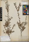 Foto von Salix repens L.